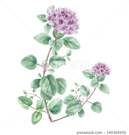 A flowering oregano bush. This isolated watercolor illustration is suitable for menu design, tea brands, spice labels, postcard design, and apparel printing. A flowering oregano bush. This isolated watercolor illustration is suitable for menu design, tea brands, spice labels, postcard design, and apparel printing. 140368956