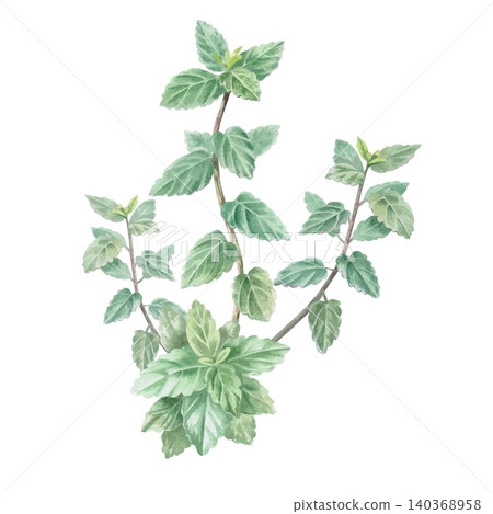 Mint bush. This isolated watercolor illustration is perfect for cafe menus, beverages, product packaging, postcards, websites, social media, and textile prints. Mint bush. This isolated watercolor illustration is perfect for cafe menus, beverages, product packaging, postcards, websites, social media, and textile prints. 140368958