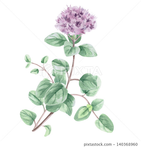 A watercolor drawing of a branch of oregano with a flower. This isolated illustration is suitable for menu design, tea brands, spice labels, postcard designs, and apparel printing. A watercolor drawing of a branch of oregano with a flower. This isolated illustration is suitable for menu design, tea brands, spice labels, postcard designs, and apparel printing. 140368960