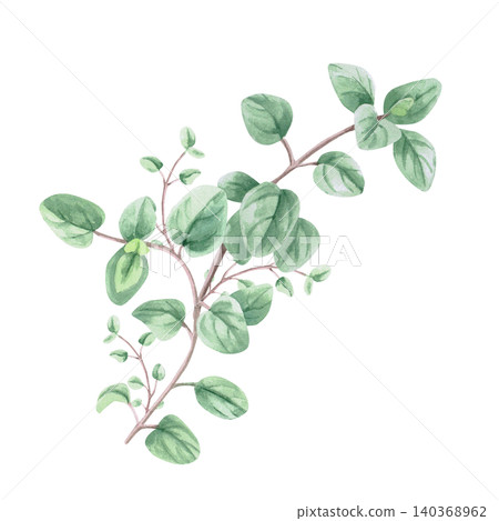 A branch of oregano. This isolated watercolor illustration is suitable for menu design, tea brands, spice labels, postcard designs, and apparel printing. A branch of oregano. This isolated watercolor illustration is suitable for menu design, tea brands, spice labels, postcard designs, and apparel printing. 140368962