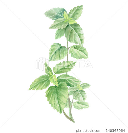 A branch of lemon balm. This isolated watercolor illustration is perfect for cafe menus, beverages, product packaging, postcards, websites, social media, and textile prints. 140368964