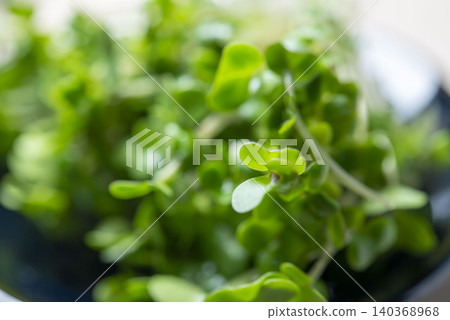 A close-up shot of broccoli sprouts, which are rich in sulforaphane. 140368968