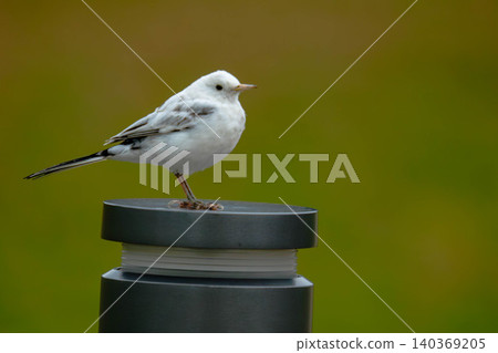 A white wagtail perched on an outdoor light fixture. 140369205