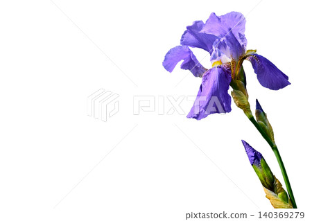 Cute delicate violet lilac iris flower on white 140369279