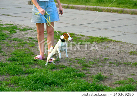 The owner holds a Jack Russell Terrier on a leash,eager to go for a walk The owner holds a Jack Russell Terrier on a leash,eager to go for a walk 140369290
