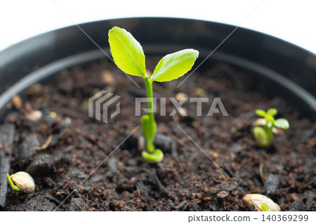 A close-up of the beautiful true leaves of a lemon tree that has just sprouted after being planted in a planter. A close-up of the beautiful true leaves of a lemon tree that has just sprouted after being planted in a planter. 140369299