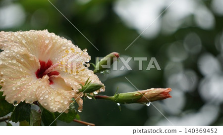 Hibiscus flowers covered in raindrops Hibiscus flowers covered in raindrops 140369452