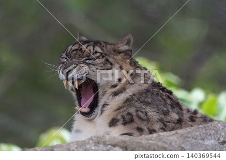 Snow leopard 140369544