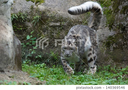 Snow leopard 140369546