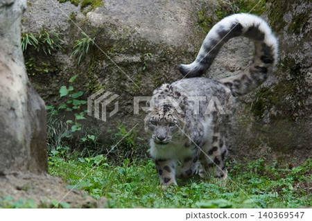 Snow leopard 140369547