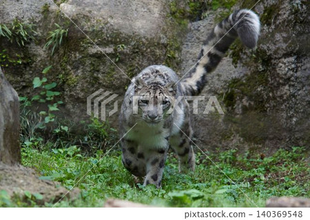 Snow leopard 140369548