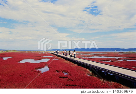 Salicornia flowers changing color Salicornia flowers changing color 140369679