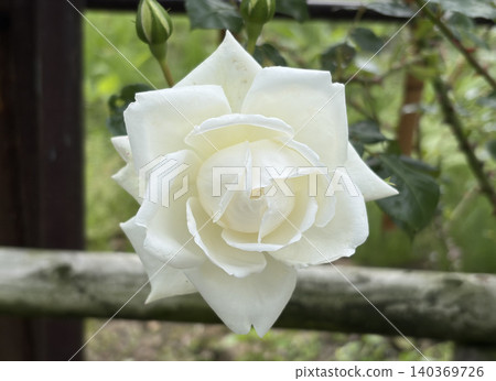 A large, pure white rose blooms proudly in front of a wooden fence. A large, pure white rose blooms proudly in front of a wooden fence. 140369726