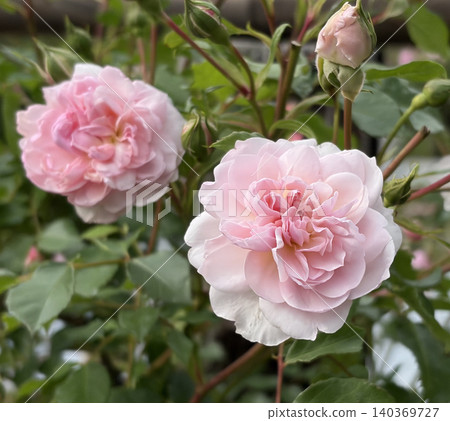 Two delicate pale pink roses and a green bud stand side by side. Two delicate pale pink roses and a green bud stand side by side. 140369727