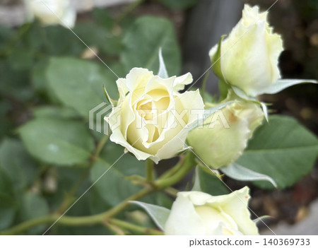 A lovely sight with several half-open white miniature roses in full bloom. A lovely sight with several half-open white miniature roses in full bloom. 140369733