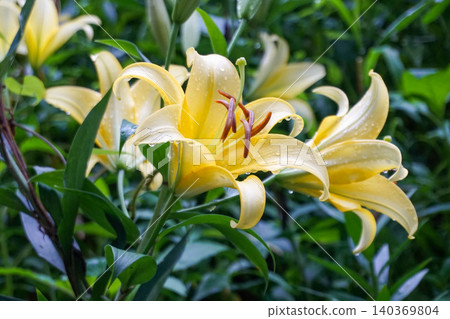 A close-up of a yellow lily flower covered in raindrops. 140369804