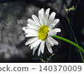  White flower 140370009