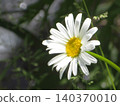 French flowers in France 140370010