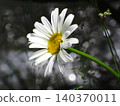 White French daisy 140370011