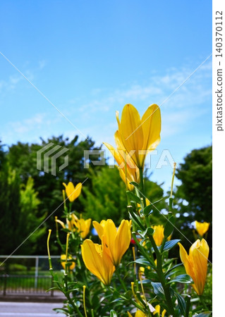 百合花在藍天的襯托下格外醒目 百合花在藍天的襯托下格外醒目 140370112