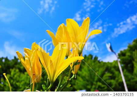 百合花在藍天的襯托下格外醒目 百合花在藍天的襯托下格外醒目 140370135