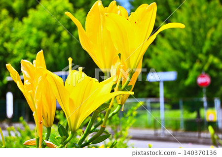 Lilies standing out against the blue sky Lilies standing out against the blue sky 140370136