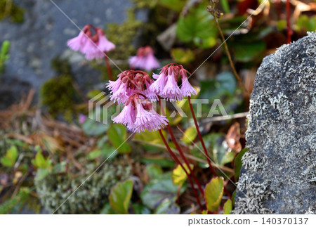 Iwakagami flowers of Mount Azuma Iwakagami flowers of Mount Azuma 140370137