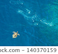 Aerial view of sea turtles and marine debris 140370159