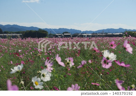 Fujiwara Palace Ruins with Cosmos Flowers in Bloom Fujiwara Palace Ruins with Cosmos Flowers in Bloom 140370192
