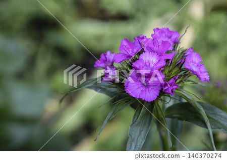 Sweet william dianthus barbatus purple flowers blooming in the garden. Close-up of a cluster of bright purple Sweet William (Dianthus barbatus) flowers blooming on a green stem against a soft-focus Sweet william dianthus barbatus purple flowers blooming in the garden. Close-up of a cluster of bright purple Sweet William (Dianthus barbatus) flowers blooming on a green stem against a soft-focus 140370274