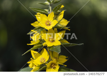 Yellow loosestrife (Lysimachia vulgaris) flowers blooming in a sunny garden. Close-up of bright yellow dotted loosestrife blossoms on a green stem against a dark soft blurred background. Yellow loosestrife (Lysimachia vulgaris) flowers blooming in a sunny garden. Close-up of bright yellow dotted loosestrife blossoms on a green stem against a dark soft blurred background. 140370277