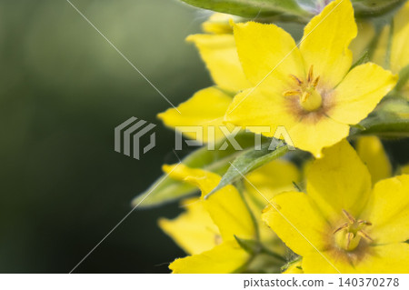 Yellow loosestrife (Lysimachia vulgaris) flowers blooming in a sunny garden. Close-up of bright yellow dotted loosestrife blossoms on a green stem against a dark soft blurred background. Yellow loosestrife (Lysimachia vulgaris) flowers blooming in a sunny garden. Close-up of bright yellow dotted loosestrife blossoms on a green stem against a dark soft blurred background. 140370278