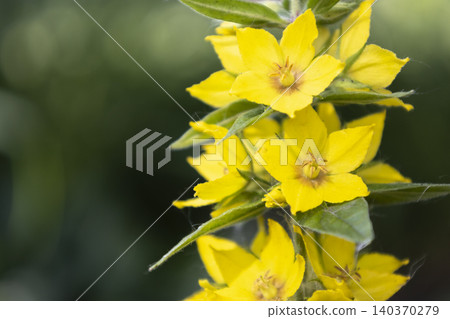 Yellow loosestrife (Lysimachia vulgaris) flowers blooming in a sunny garden. Close-up of bright yellow dotted loosestrife blossoms on a green stem against a dark soft blurred background. Yellow loosestrife (Lysimachia vulgaris) flowers blooming in a sunny garden. Close-up of bright yellow dotted loosestrife blossoms on a green stem against a dark soft blurred background. 140370279