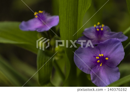Purple spiderwort (Tradescantia) flowers blooming in a garden. Close-up of bright purple blossoms with fuzzy violet filaments and contrasting yellow anthers among green leaves. 140370282
