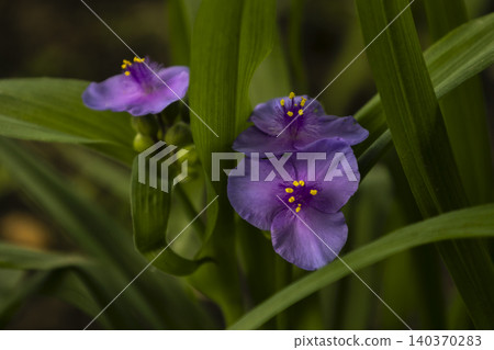 Purple spiderwort (Tradescantia) flowers blooming in a garden. Close-up of bright purple blossoms with fuzzy violet filaments and contrasting yellow anthers among green leaves. Purple spiderwort (Tradescantia) flowers blooming in a garden. Close-up of bright purple blossoms with fuzzy violet filaments and contrasting yellow anthers among green leaves. 140370283