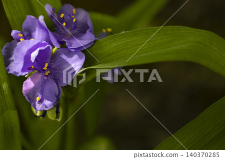 Purple spiderwort (Tradescantia) flowers blooming in a garden. Close-up of bright purple blossoms with fuzzy violet filaments and contrasting yellow anthers among green leaves. 140370285
