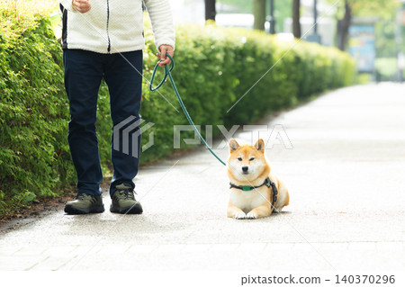 A Shiba Inu on a walk 140370296