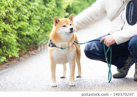 一隻散步的柴犬 140370297