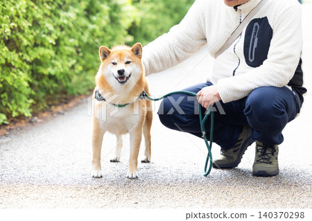 A Shiba Inu on a walk 140370298