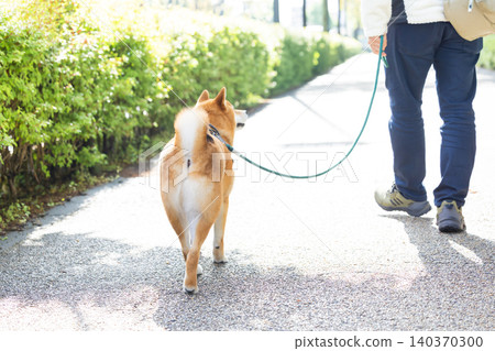 一隻散步的柴犬 140370300