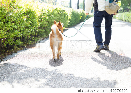 一隻散步的柴犬 140370301
