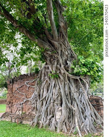 A Buddha statue consisting only of a head, located in the Ayutthaya ruins in Thailand. A Buddha statue consisting only of a head, located in the Ayutthaya ruins in Thailand. 140370423