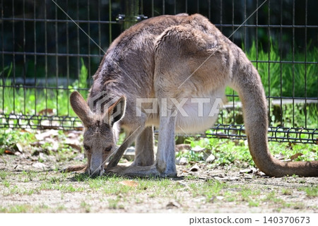 Kangaroos grazing on grass on the ground 140370673