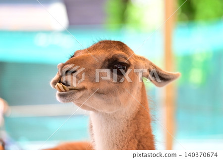 Llamas are adorable with their big ears and clear eyes. 140370674