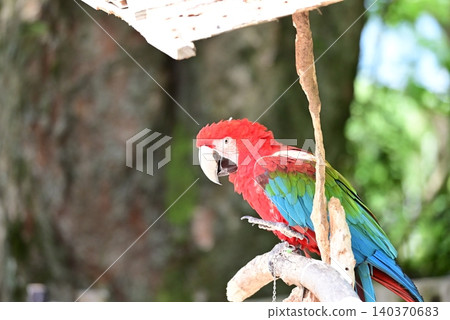 The scarlet macaw is beautiful with its vibrant red and blue feathers. The scarlet macaw is beautiful with its vibrant red and blue feathers. 140370683