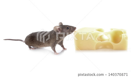 mouse and cheese 140370871