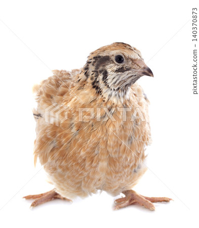 brown quail brown quail 140370873