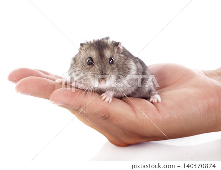 russian hamster 140370874