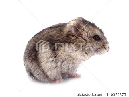 russian hamster 140370875