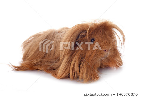 guinea pig in studio 140370876